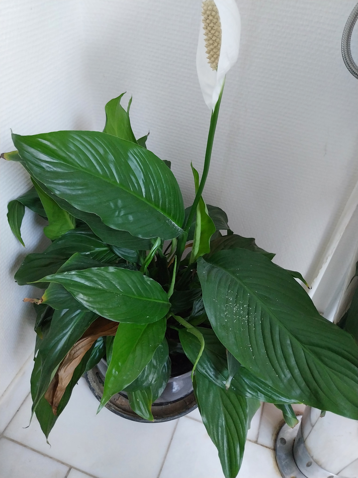 Andet, SPATHIPHYLLUM WASILLISSII