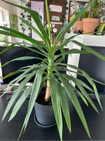 Plant, Yucca