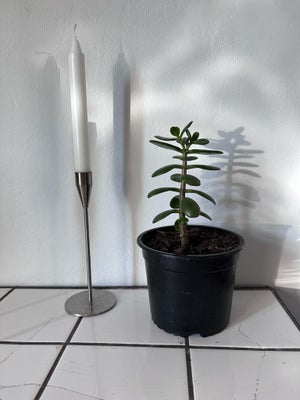 Pengetræ, Succulent, 17cm høj - ca 7 måneder gammel