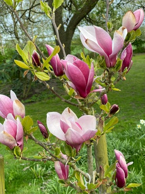 Magnolia, Marts to Frost, Magnolier er kendt for deres storslåede blomster og evne til at forvandle 