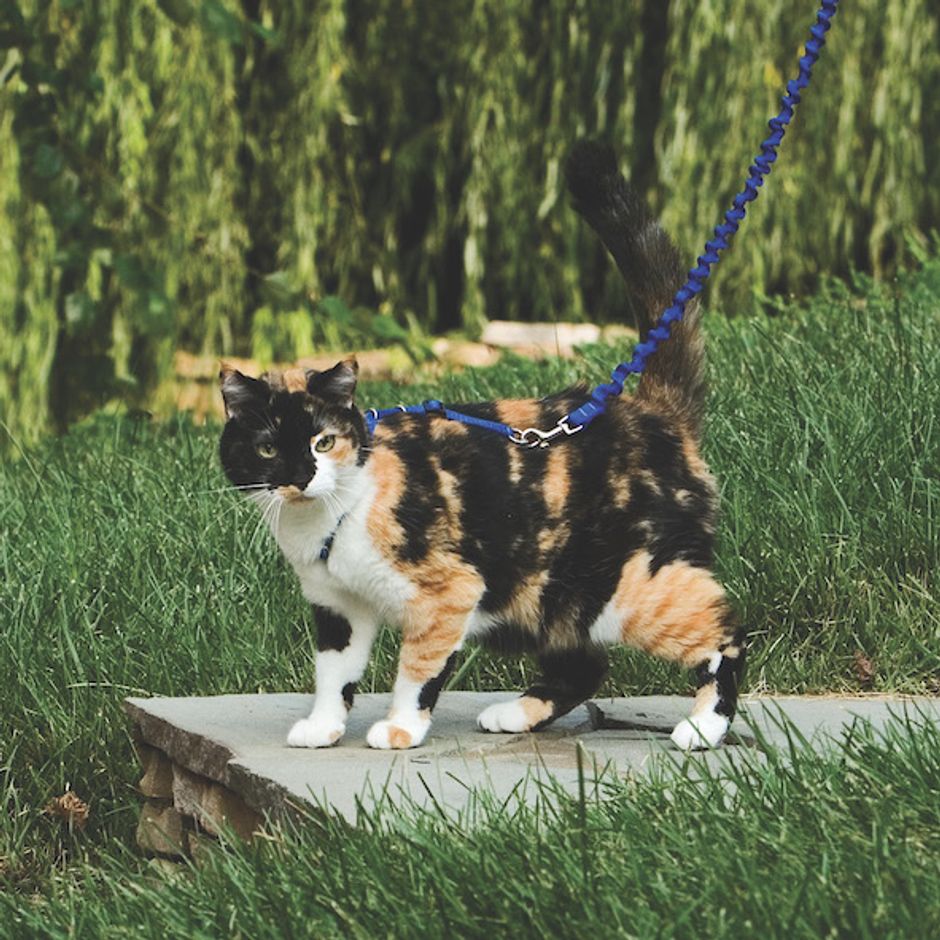 Kattesele, PetSafe Easy Walk Cat Harness Blå - str. M