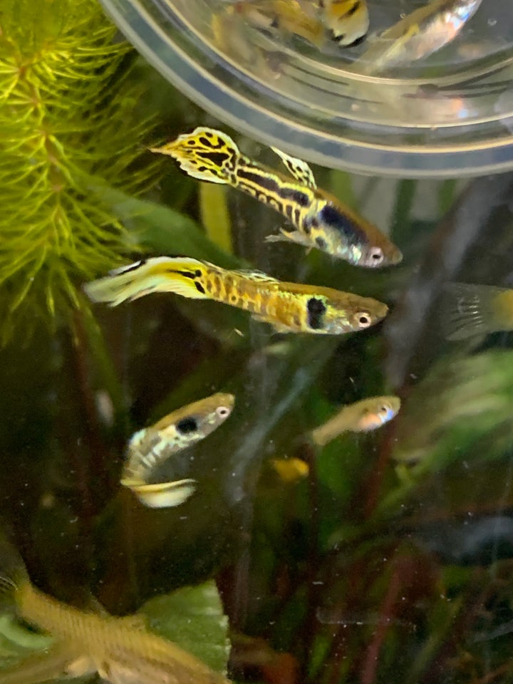 Tiger Endlers guppy, 16 stk.