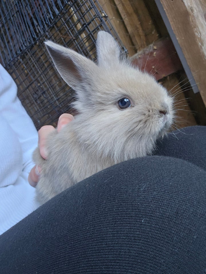 Kanin, Hermelin/dværg kanin/løvehoved, 0 år