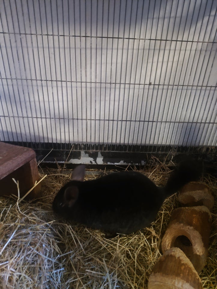 Chinchilla, 2 år