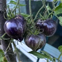 Frø til 31 sorter Tomat planter, Tomatfrø - Rebel