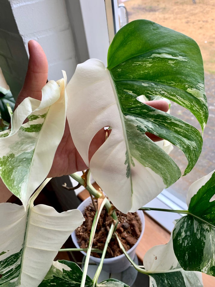 Stueplante, Monstera Albo Variegata