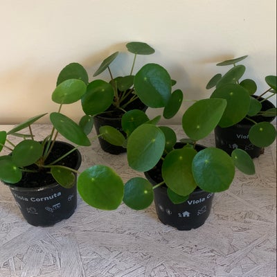 Pilea planter, Små pilea planter klar til at flytte ud til nye hjem.
Pris pr. stk. 20 kr.
Afhentes i