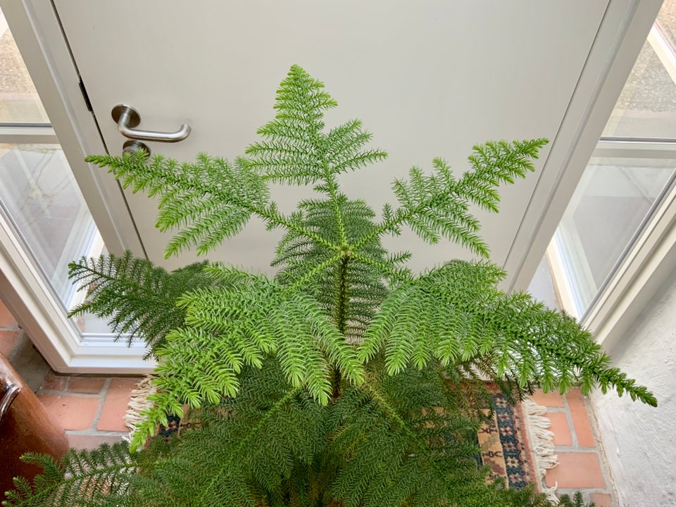 Stuegran, Araucaria Heterophylla