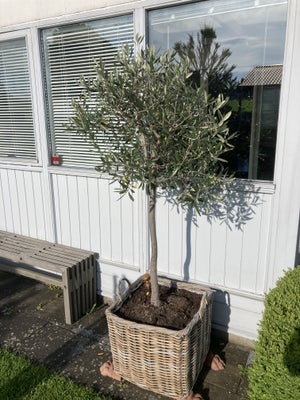 Oliventræ, Højde 1,90 m inkl.. kurv. Har haft det i 24 år, men har ikke kræfter til at flytte det me