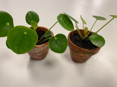 2 planter i lerpotter, Pilea, 2 små fine Pilea planter i god vækst i ca 6 cm ler potter. Prisen er f