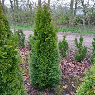 Danskproducerede Thuja til hæk 125-150 cm., Thuja occ. 'Smaragd', Stedsegrøn hækplante der kan blive