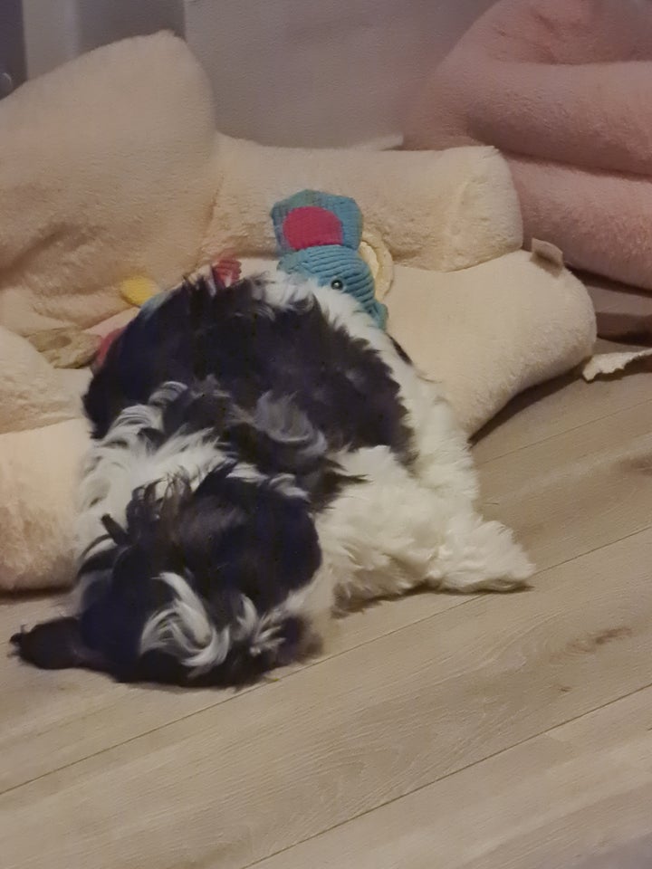 Shih tzu, hvalpe, 12 uger