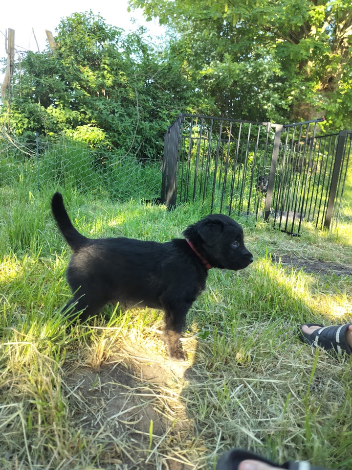 Labrador/retriever/border collie , hvalpe, 5 uger