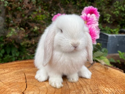 Kanin, Minilop, 0 år, Gratis!
Uffe gives væk til en der ønsker, at ligge massere af tid og kærlighed