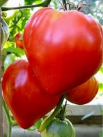 Tomat - Coeur De Boeuf - 10 frø