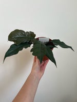 Philodendron bipinnatifidum choko empress