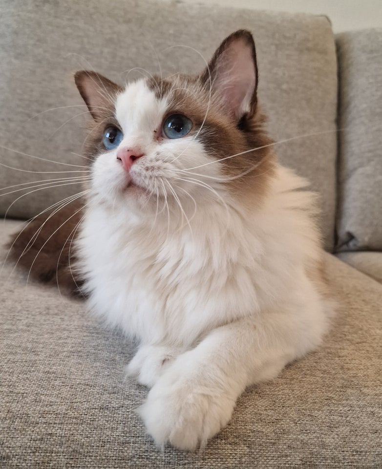 Ragdoll, hunkat, 12 mdr.