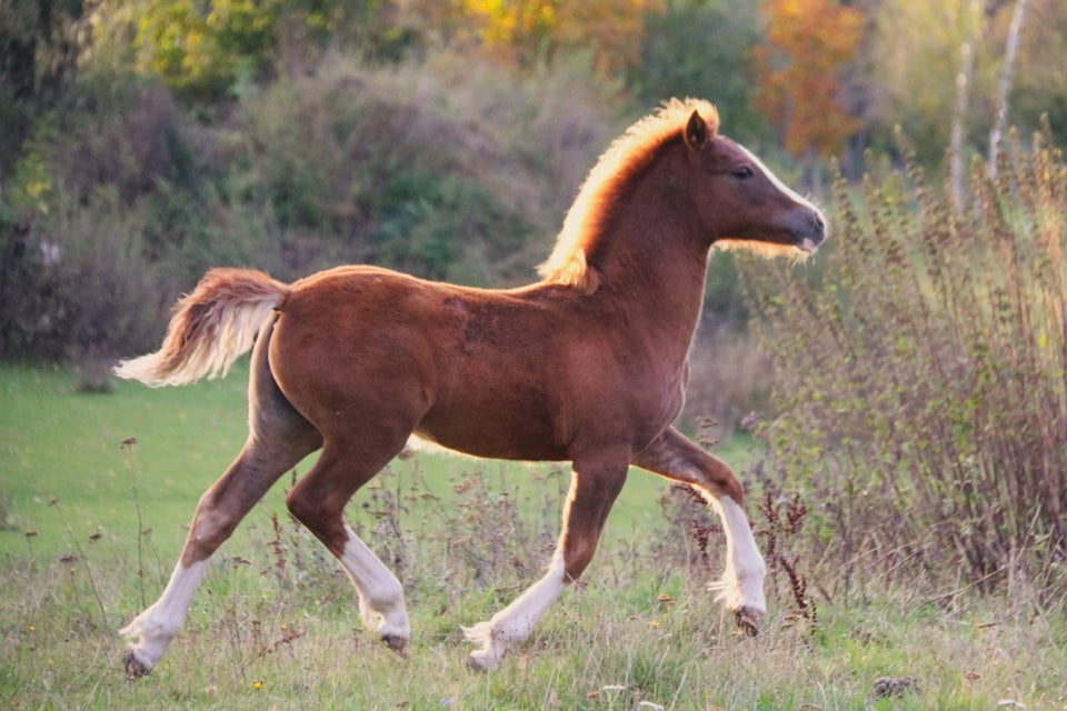 Welsh, hoppe, 0 år