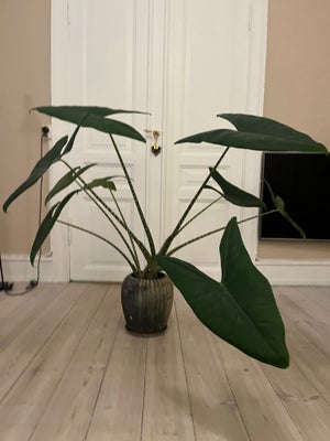Stue plante indendørs