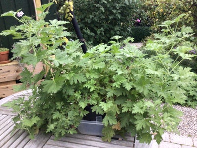STUEPLANTE, Duftgeranium, - meget stor
- blomstrer med små lyserøde blomster
- kan stå om ude om som