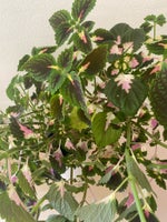 3- 4 planter i samme potte, Paletblad