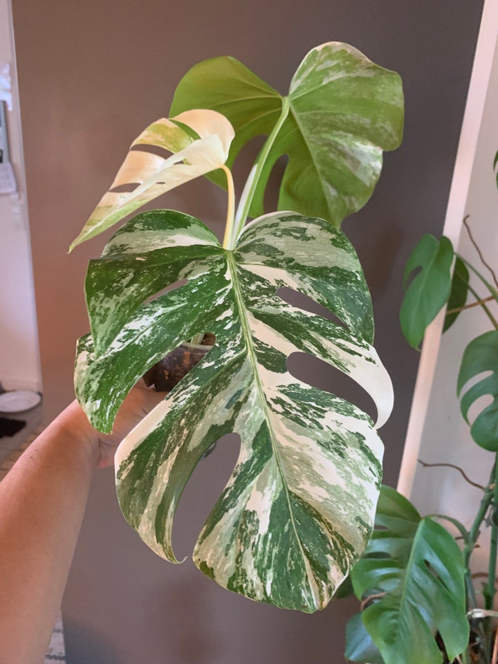 Stueplante, Monstera Albo Variegata