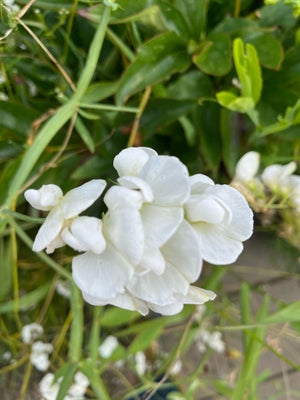 Frø af hvid Lathyrusstaude, Frø af hvid Lathyrus Staude.