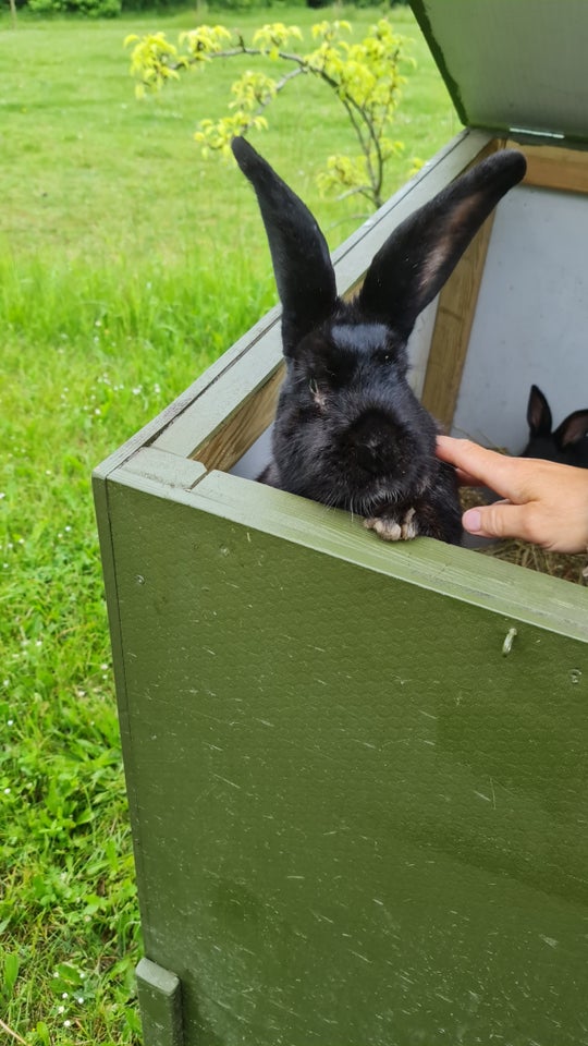 Kanin, Tysk Kæmpe Schecke, 0 år