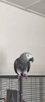 Papegøje, Grå jaco, 4 år