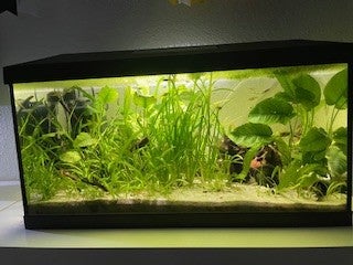 Akvarium, 54 liter, b: 60 d: 30 h: 30, Akvarium 54 L
Aquael Leddy 60 54 Liter 60x30x30 cm ca. 1,5 år