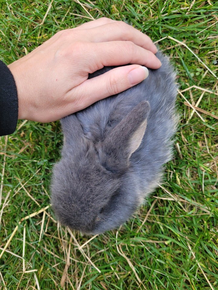 Kanin, Mini lop, hun