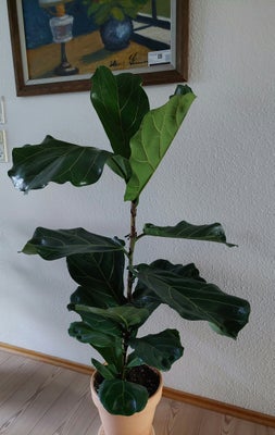 Stueplante, Violinfigen, Plante er 126 cm høj. 
Krukke medfølger.