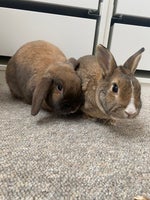 2 kaniner gives væk samlet