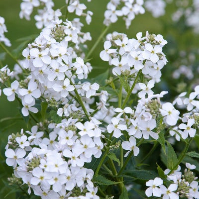 Aftenstjerne / Natviol Hvid *1645, blomsterfrø, Hesperis matronalis, Velduftende Aftenstjerne
Flox-l