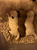 Pomeranian/Coton de Tulear, hvalpe, 3 uger