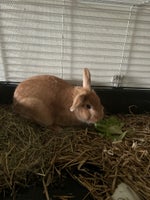 Kanin, Fransk vædder, 0 år