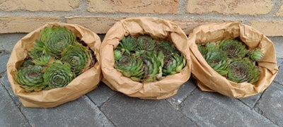 Sukkulenter, Husløg, Sempervivum, Stedsegrønne rosetter med rødlilla spidser, flot som  bunddække (b
