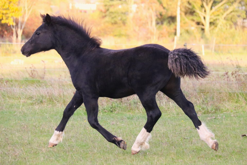 Welsh, hingst, 0 år