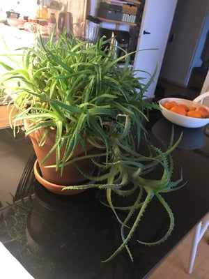 Potteplante, Aloe succulent, 10 år gammelt succulent søger ny hjem.
Krukken sælges separat 100kr

Al