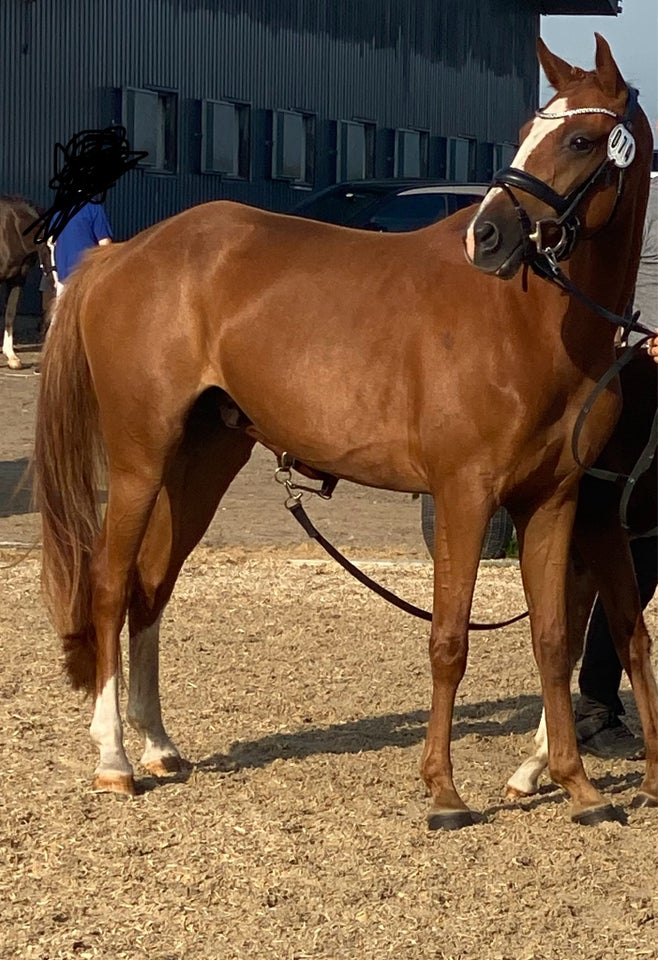 Dansk Sports Pony (DSP), hoppe, 5 år