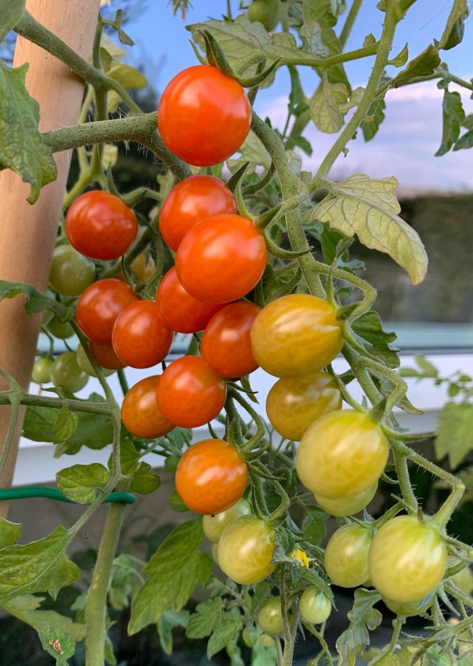 AGURK PLANTER skole- frilands- snack- agurk, Tomatplanter
