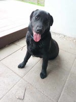Labrador, hund, 7 uger