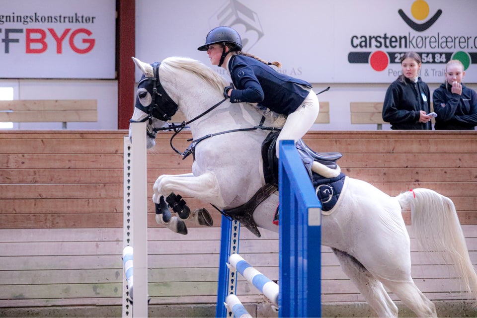 Dansk Sports Pony (DSP), hoppe, 14 år