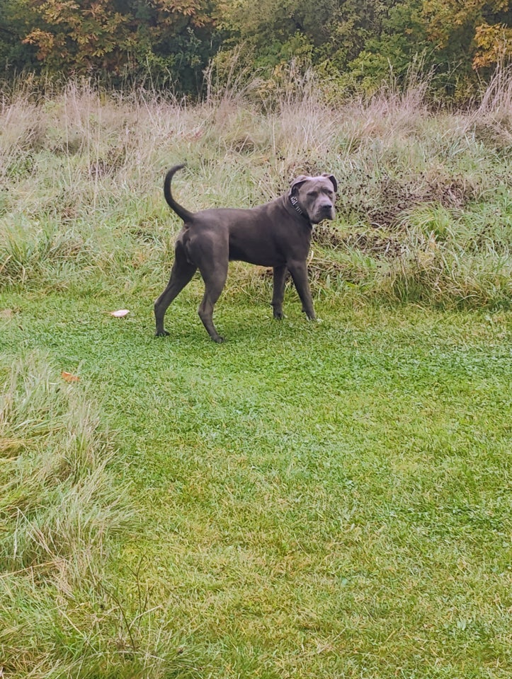 Canecorsa / staff, hund, 10 mdr.