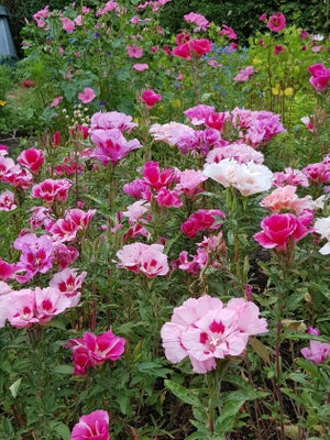 Frø, Atlask-blomst, Clarkia amoena
Kaldes også for Silkeskørt - Blandede røde/rosa/cremehvide farver