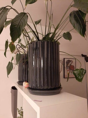 Store blå krukker, Jeg sælger 2 store blå krukker inklusiv underskåle. Planter (monstrea og fredslin