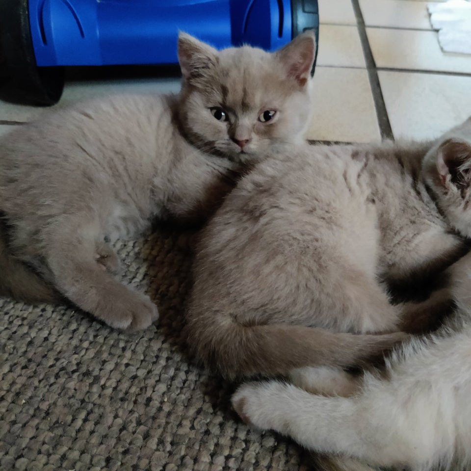 Søde British shorthair killinger søger kærlig h...