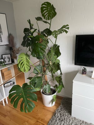 Retroplante, Monstera Deliciosa, Fin stor Monstera Deliciosa ca 200 cm høj.
Skal nok omplantes i en 