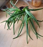 Aloe vera plante uden potte fra ikke ryger hjem