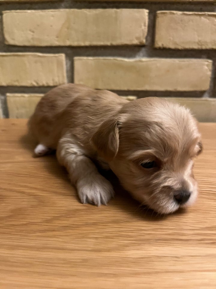 Cavalier King Charles Spaniel